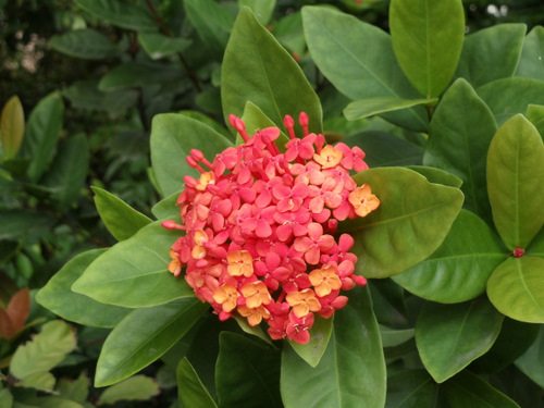 Native Flower.